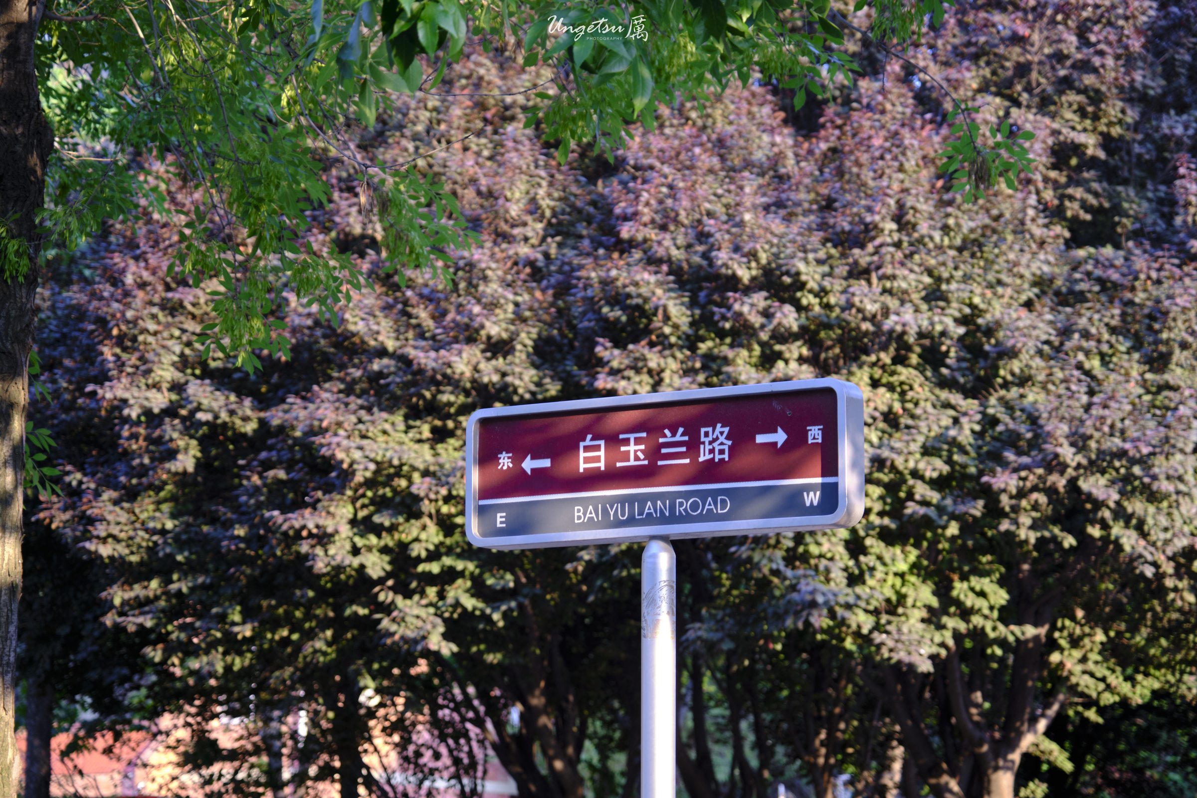 白玉兰路