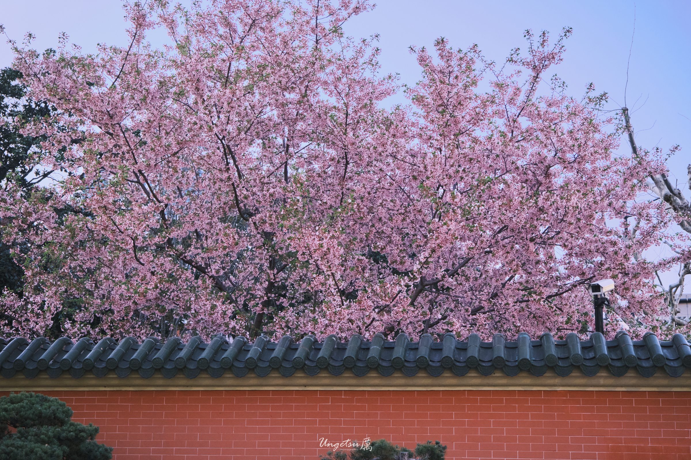 交大樱花