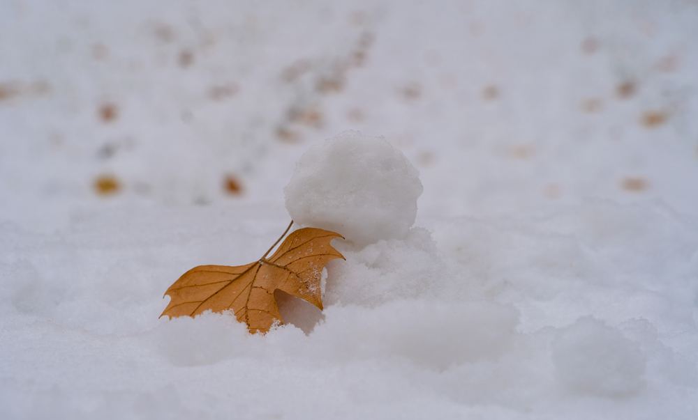 洪楼初雪 2