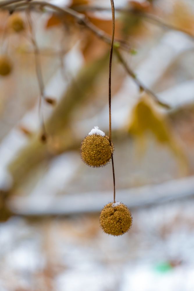 洪楼初雪 4