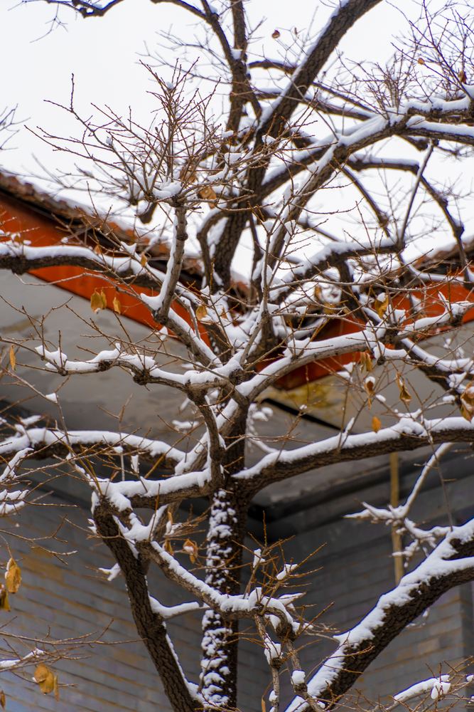 洪楼初雪 5