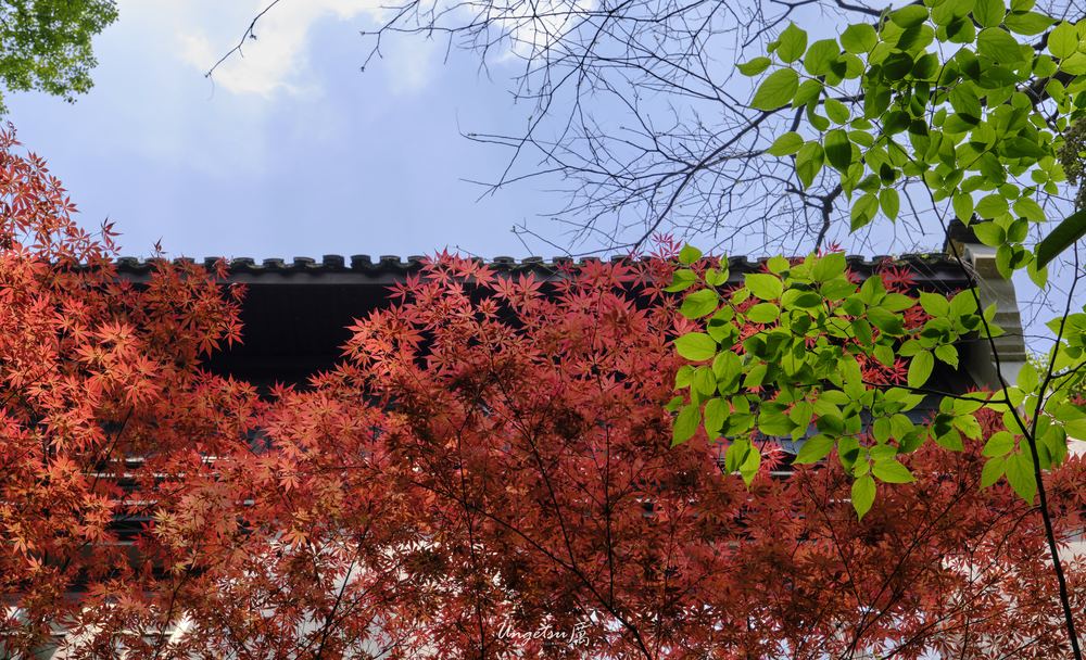 灵隐寺 12