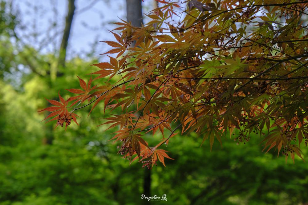 灵隐寺 57