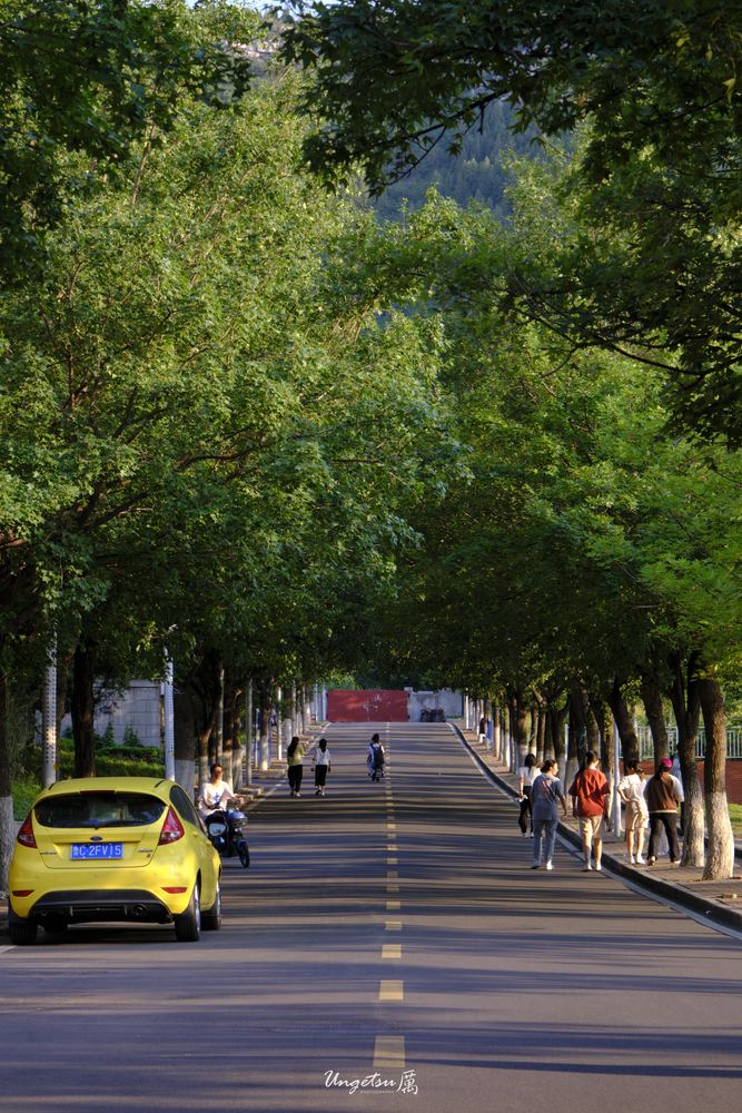 白玉兰路 11