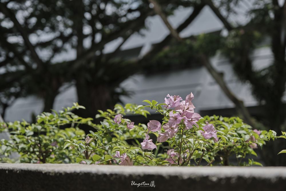 初抵狮城 8