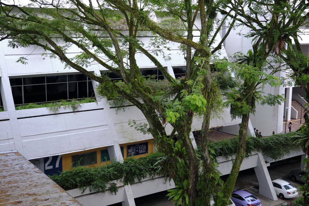 Nanyang Routines 19