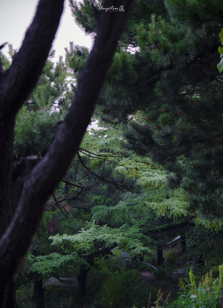 泰山日出 67