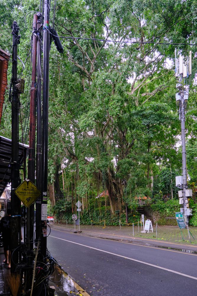 Ubud 44