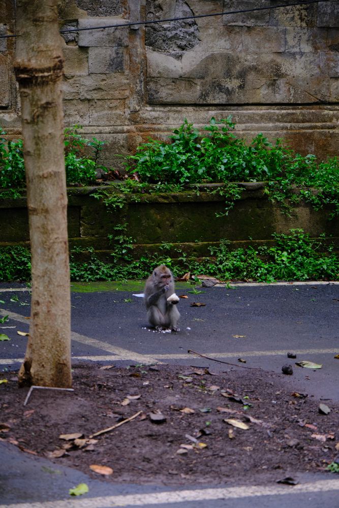 Ubud 45