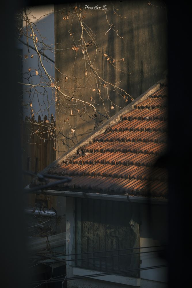 交大樱花 2