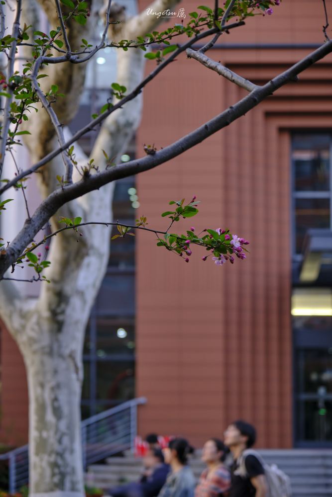 交大樱花 26