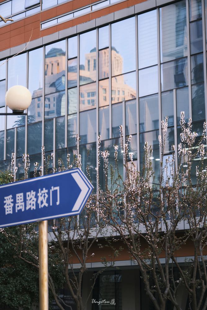 交大樱花 29
