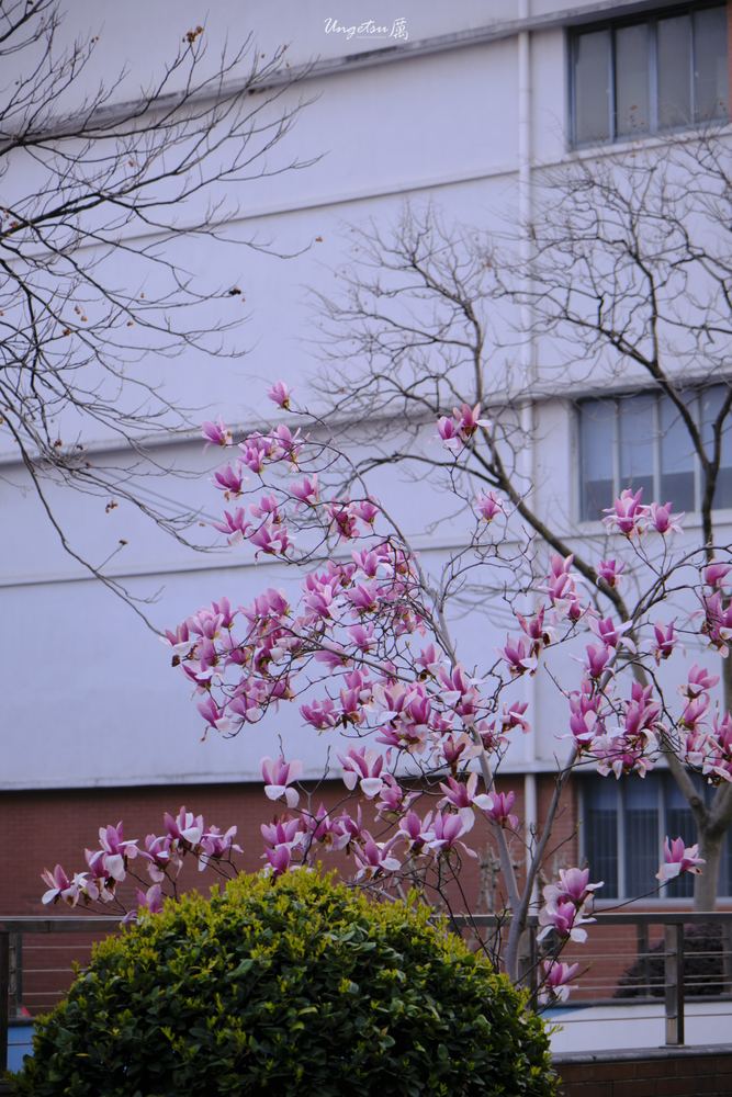 交大樱花 43
