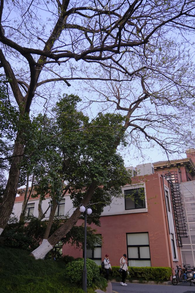 交大樱花 44