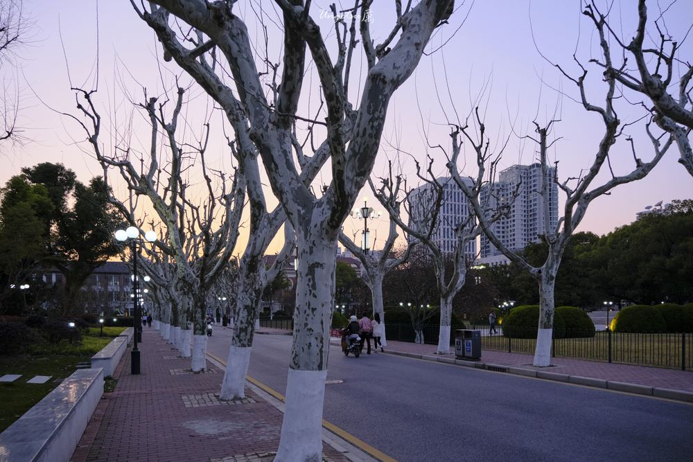 交大樱花 51