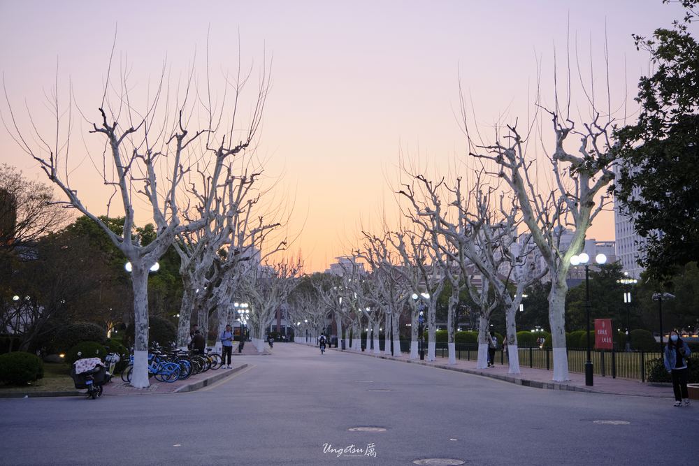 交大樱花 52