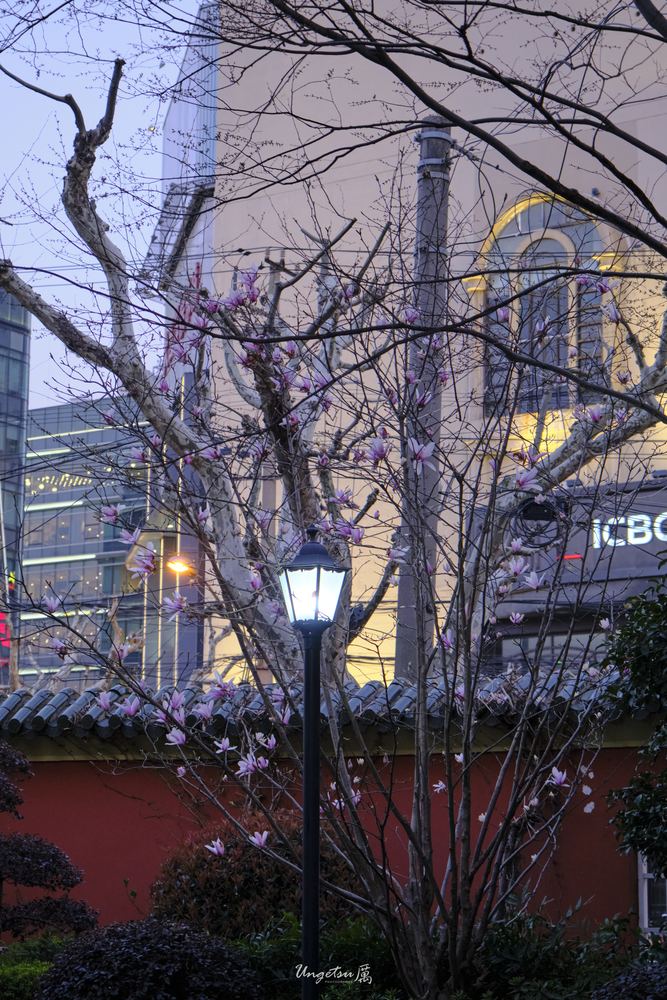 交大樱花 54