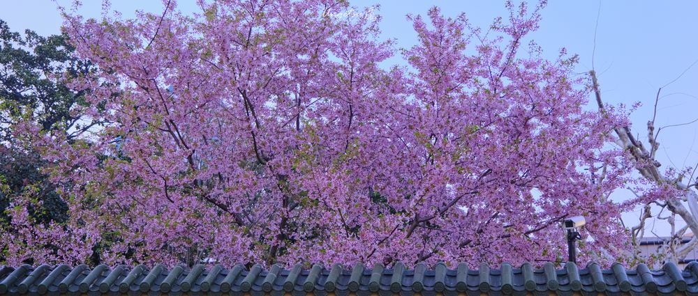 交大樱花 61