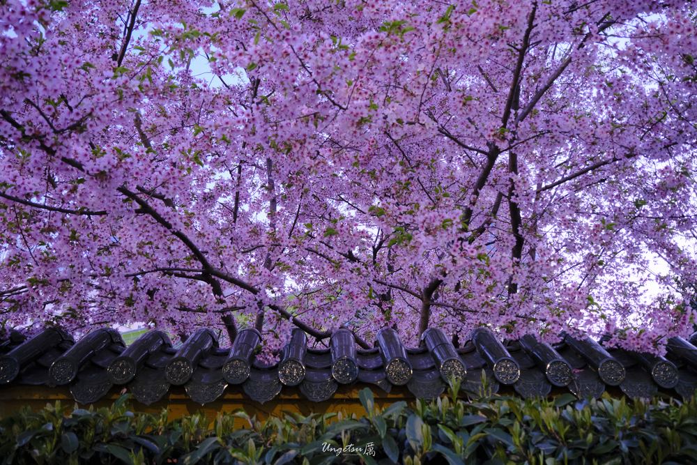 交大樱花 66