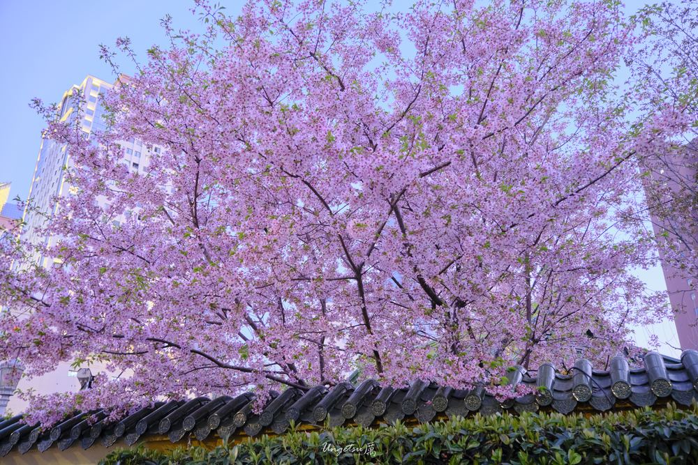 交大樱花 67