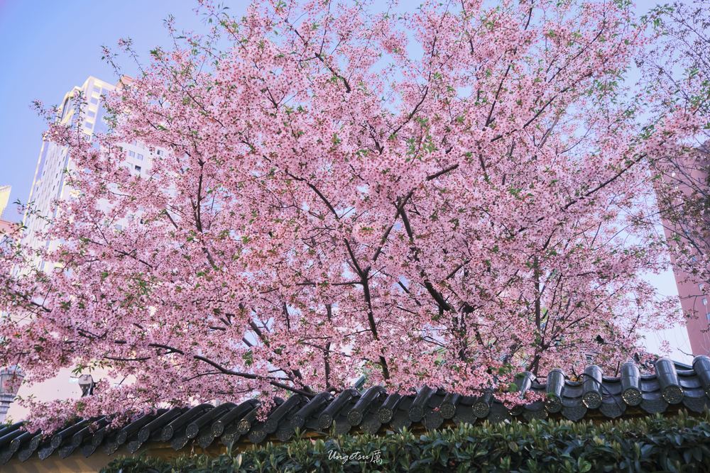 交大樱花 68