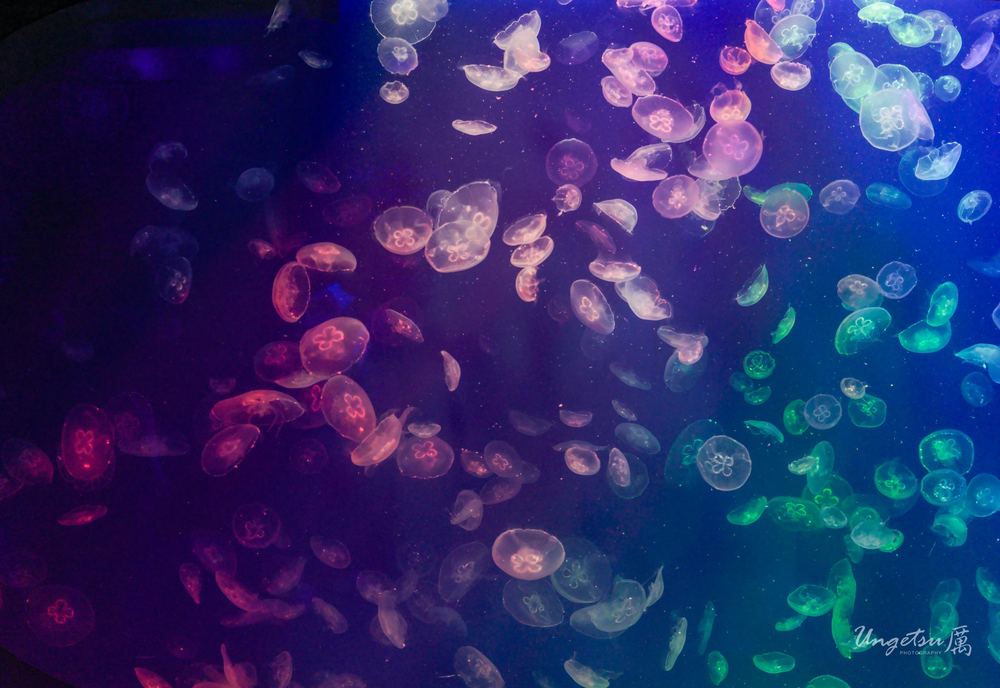 水母 · 星群