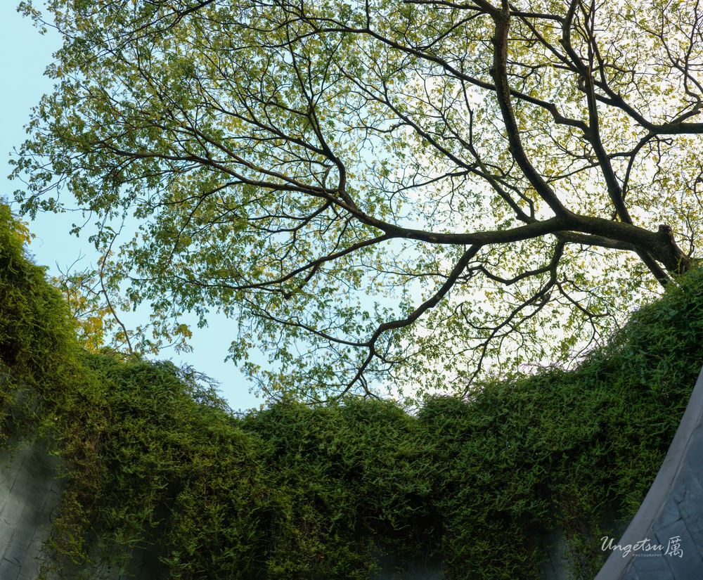 绿墙长堤