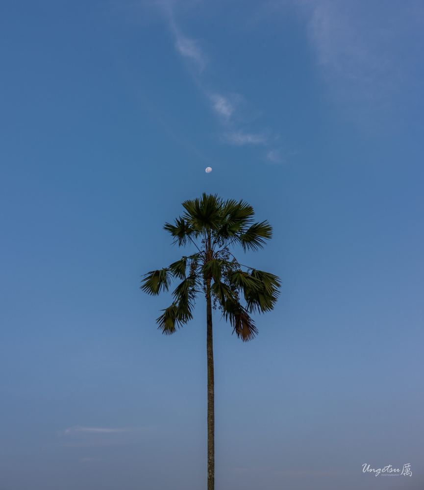 孤棕榈